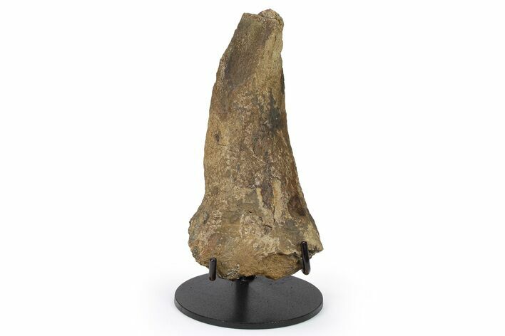 Fossil Juvenile Triceratops Brow Horn - Montana #265002